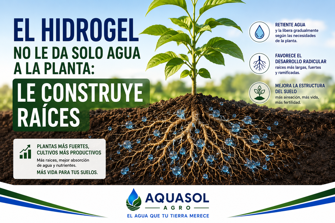 Hidrogel poliacrilato de potasio favoreciendo desarrollo radicular en planta – AQUASOL AGRO