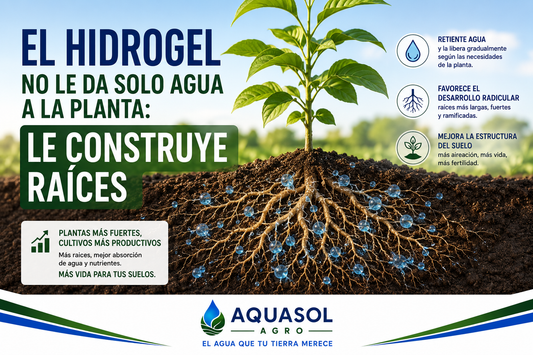 Hidrogel poliacrilato de potasio favoreciendo desarrollo radicular en planta – AQUASOL AGRO