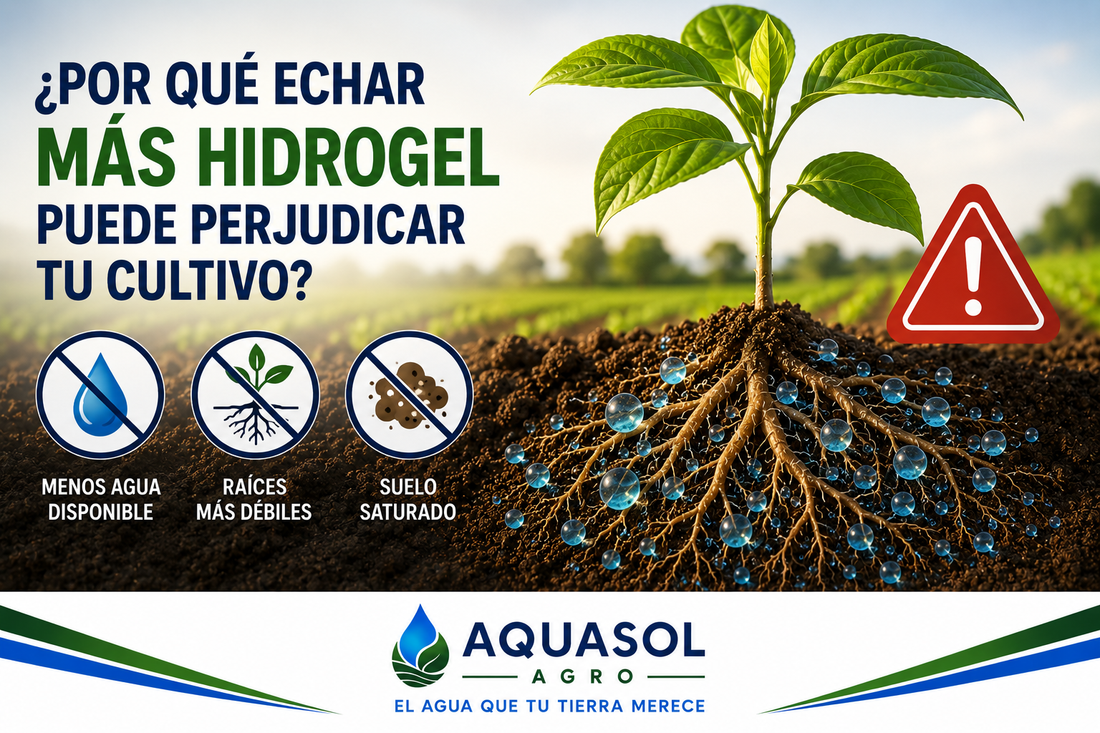 Dosis excesiva de hidrogel agrícola perjudicando cultivo – AQUASOL AGRO